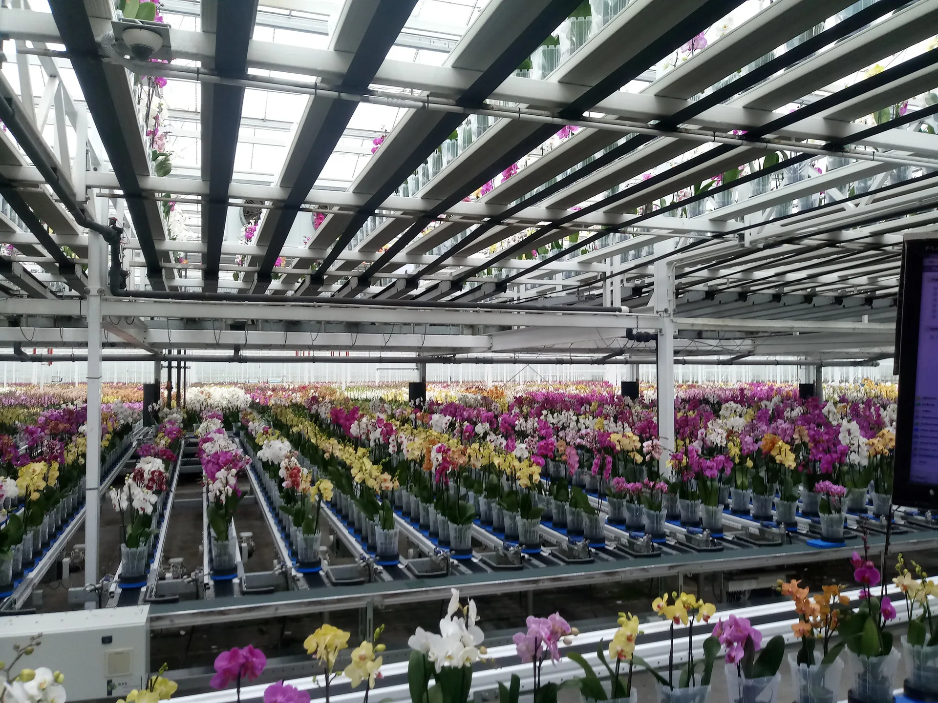Hala produkcji kwiatów JMP Flowers w Stężycy